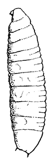 85. Larva of
Auchmeromyia
luteola. After
Graham-Smith.