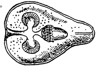 116. Dipylidium caninum.
Cysticercoid. After
Villet.