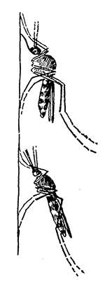 128. (b) Normal
position of
Culex and
Anopheles on
the wall.