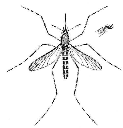 133. Culex sollicitans. Female (4). After Howard.