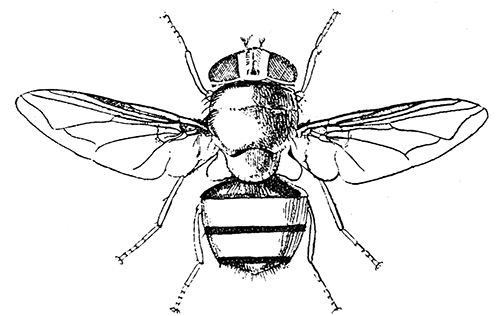 166. Pycnosoma marginale. (4.) After Graham-Smith.