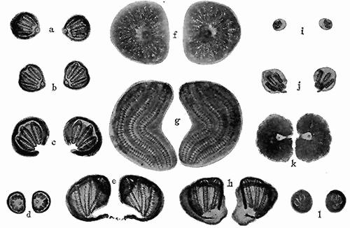 171. Stigmata of the larv of Muscoidea. Third instar. (a) Cynomyia cadaverina; (b) Phormia regina; (c) Chrysomyia macellaria;
(d) Musca domestica; (e) Sarcophaga sp.; (f) Oestris ovis; (g) Gastrophilus equi; (h) Sarcophaga sp.; (i) Pegomyia
vicina; (j) Protocalliphora azurea; (k) Hypoderma lineata; (l) Muscina stabulans. Magnification for f, g, and k, 25;
all others, 50.