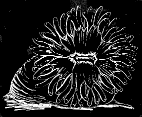 Fig. 10. Rhodactinia Davisii Ag.; natural size.