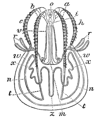 Fig. 32. Bolina seen from the narrow side; c h short rows of flappers, a b long rows of flappers; other letters as in Fig. 31. (Agassiz.)