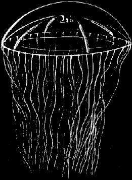 Fig. 68. Adult Oceania; natural size.