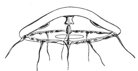 Fig. 71. Clytia somewhat older than Fig. 70.