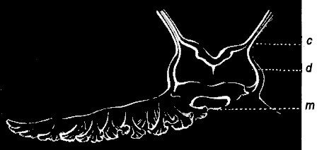 Fig. 77. One of the lips of the mouth at the extremity of the long proboscis; m mouth, d digestive cavity, c chymiferous tube.