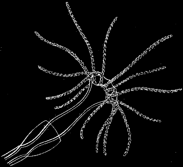 Fig. 78. Magnified head of Hydrarium of Tima.