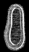 Fig. 81. Planula of Melicertum; magnified.