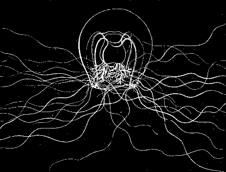 Fig. 92. Bougainvillia; magnified.