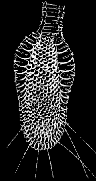 Fig. 112. Magnified pendent knob.