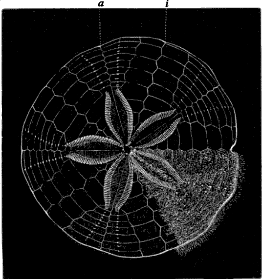 Fig. 139. Echinarachnius, seen from above, with the spines on part of the shell; a ambulacral zone, i interambulacral zone.