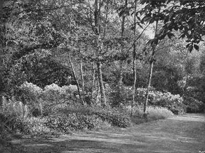 Rhododendrons where the Copse and Garden meet.