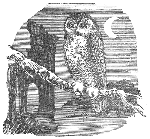 Owl