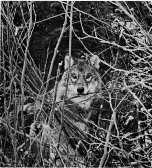 Figure 5.—A wolf caught in a trap. (Photo courtesy
of D. L. Breneman.)