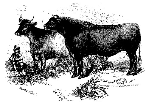 KOSSUTH AND BRISKA.

Best Foreign (Hungarian) Cattle, over Two Years Old: Owned by Roswell L.
Colt.