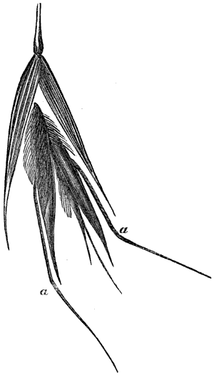 Wild oat spikelet