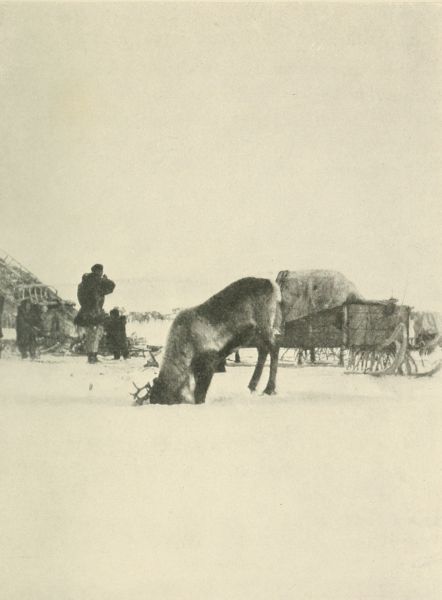 Reindeer Feeding.