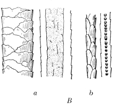 Fig. 2B