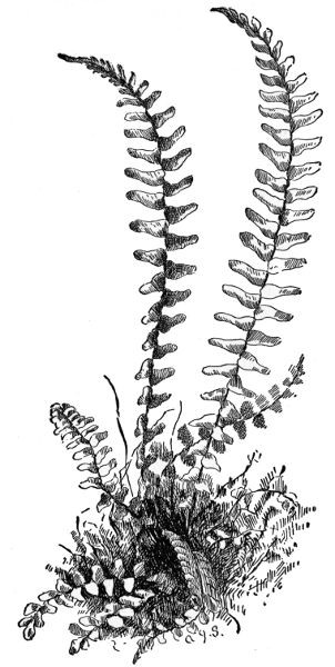 PLATE XIX
EBONY SPLEENWORT