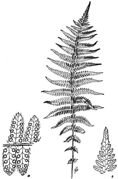 PLATE XXV
NEW YORK FERN