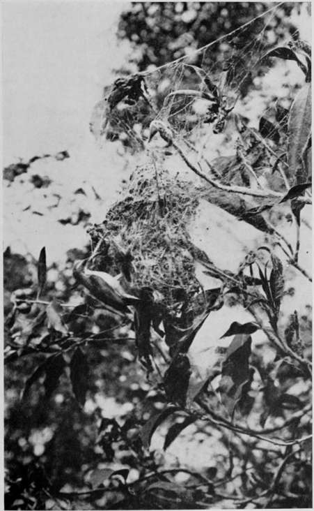 LOTEN’S SUNBIRD (HEN) ABOUT TO ENTER NEST