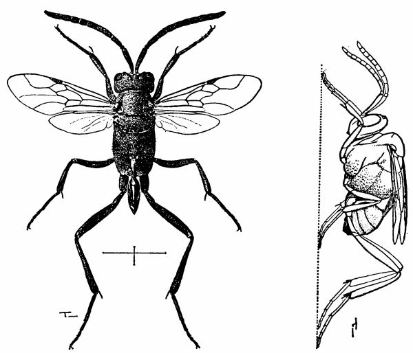 Evania appendigaster.