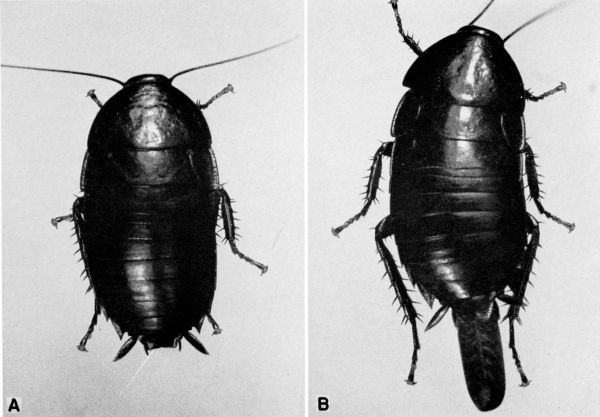 Platyzosteria novae seelandiae.