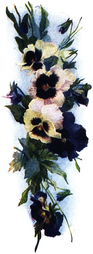 Pansies