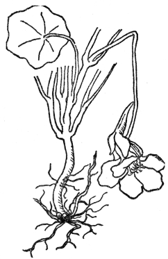 FIG. 1.—FIBROUS ROOTS

As illustrated by the common garden nasturtium.