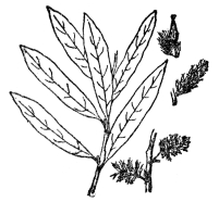 FIG. 93.—PRAIRIE WILLOW

(Salix humilis)

The Salicaceæ, consisting only of willows and poplars, are always
woody plants bearing their flowers in catkins.