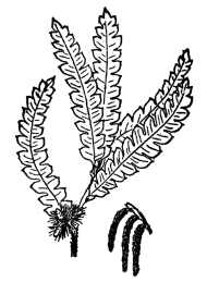 FIG. 94.—SWEET FERN

(Comptonia peregrina) belonging to the Myricaceæ.

These are usually aromatic, always woody plants, of which several
species besides sweet fern grow in the United States.