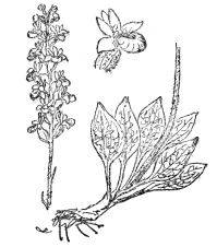 FIG. 75.—RATTLESNAKE PLANTAIN

(Peramium pubescens)

One of the few orchids native in eastern North America, with white
variegated leaves. It grows in dense patches and bears free-blooming
spikes of whitish flowers.