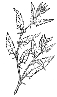 FIG. 101.—THE JUTE PLANT

The fiber is mostly derived from Corchorus capsularis and from
Corchorus olitorius.