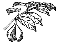 FIG. 104.—NUTMEG (Myristica fragrans)

A native of southeastern tropical Asia. The fruit, somewhat enlarged
here, consists of an inner part, the nutmeg. Around this is a “splendid
crimson network” which is removed by hand and forms the mace of
commerce.