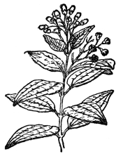 FIG. 106.—CINNAMON

A common tree of Ceylon (Cinnamomum zeylanicum). From the related
Cinnamomum Camphora camphor is derived.