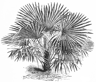 Image not available: CHAMÆROPS EXCELSA.

Hardy Palm: best in sheltered positions.