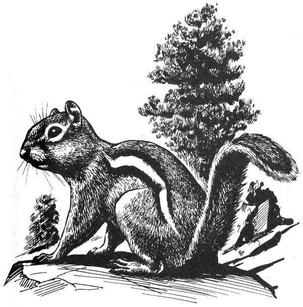 golden-mantled ground squirrel