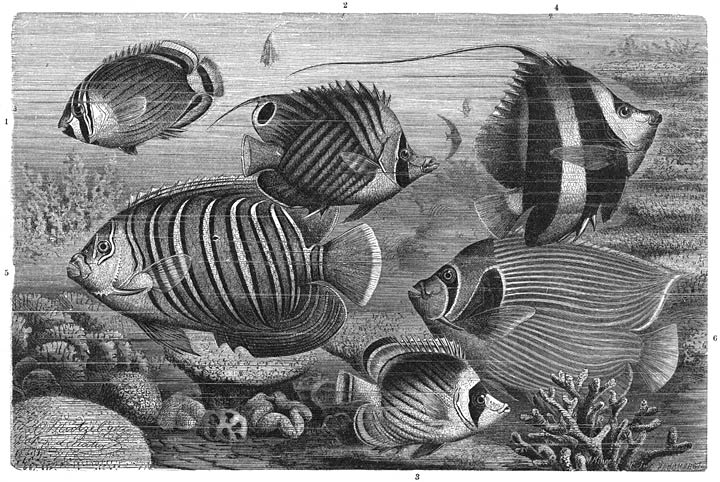 Schubvinnigen: 1) Klipvisch (Chaetodon vittatus), 2) Wimpelvisch (Chaetodon setifer), 3) Koraalvisch (Chaetodon fasciatus), 4) Vaandrager (Heniochus macrolepidotus), 5) Hertogsvisch (Holacanthus diacanthus), 6) Keizer van Japan (Holacanthus imperator).