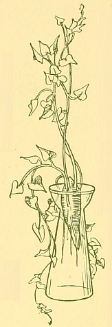 plant in vase