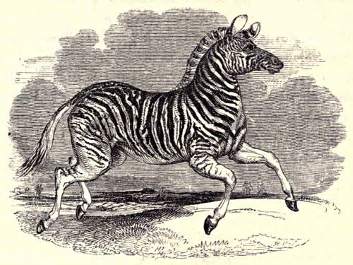 Zebra