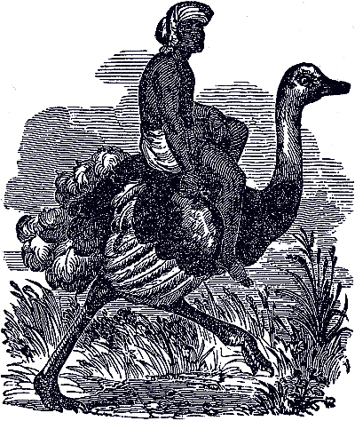 The ostrich