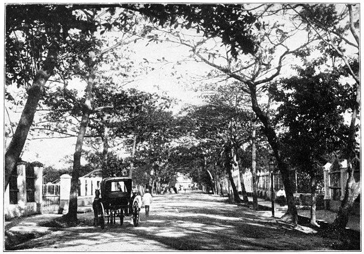 Calzada de San Miguel. Cooled by Fire-trees and Bordered with Residences of Rich Europeans.