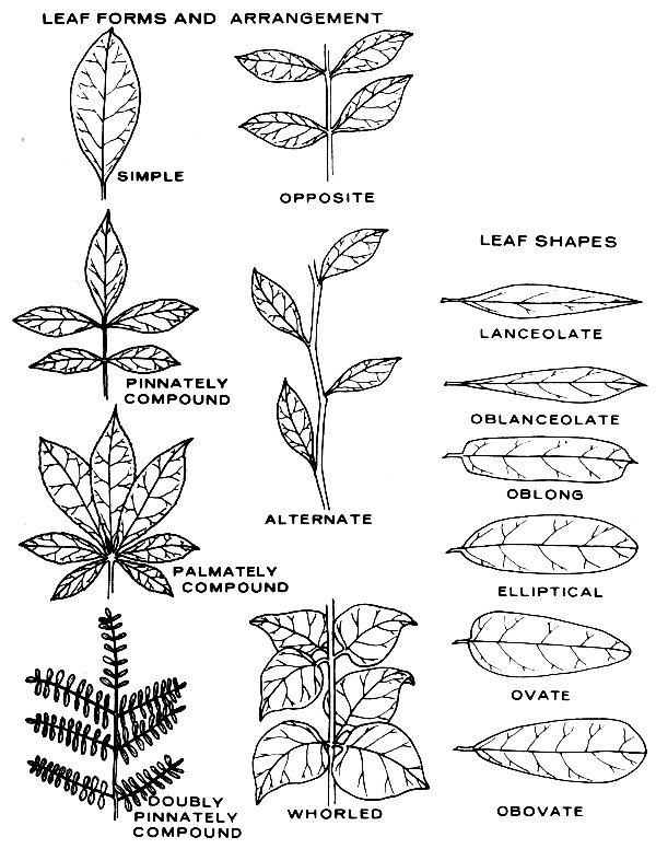 LEAF FORMS, ARRANGEMENT, SHAPES