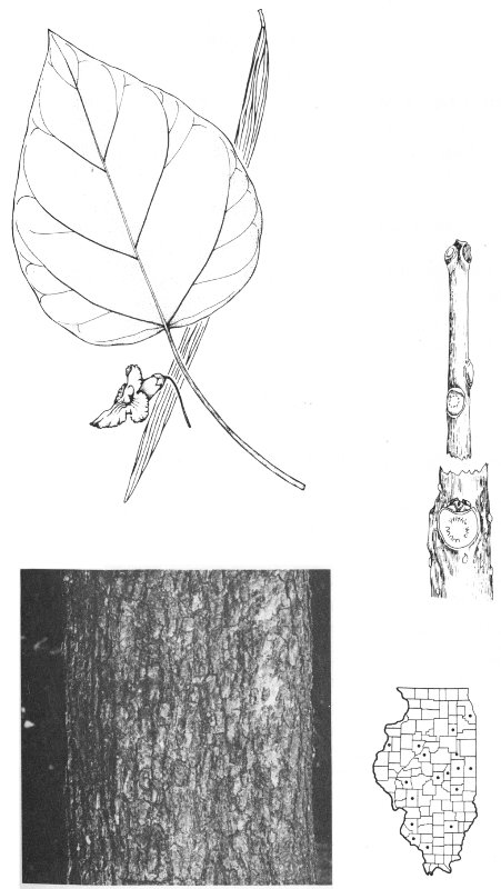 COMMON CATALPA