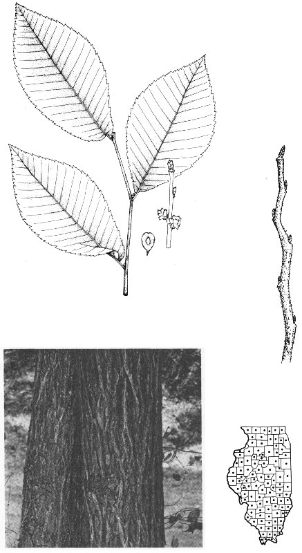 SLIPPERY ELM