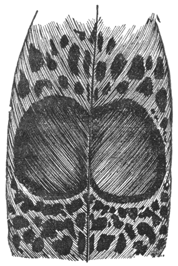 Fig. 53.