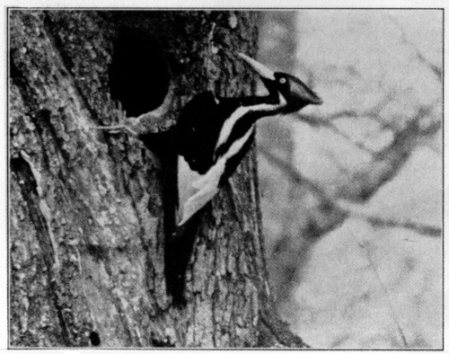 Ivory-bill at nest