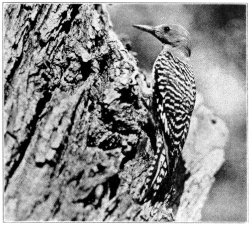 Gila Woodpecker