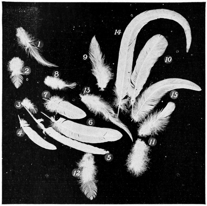 parts of feather